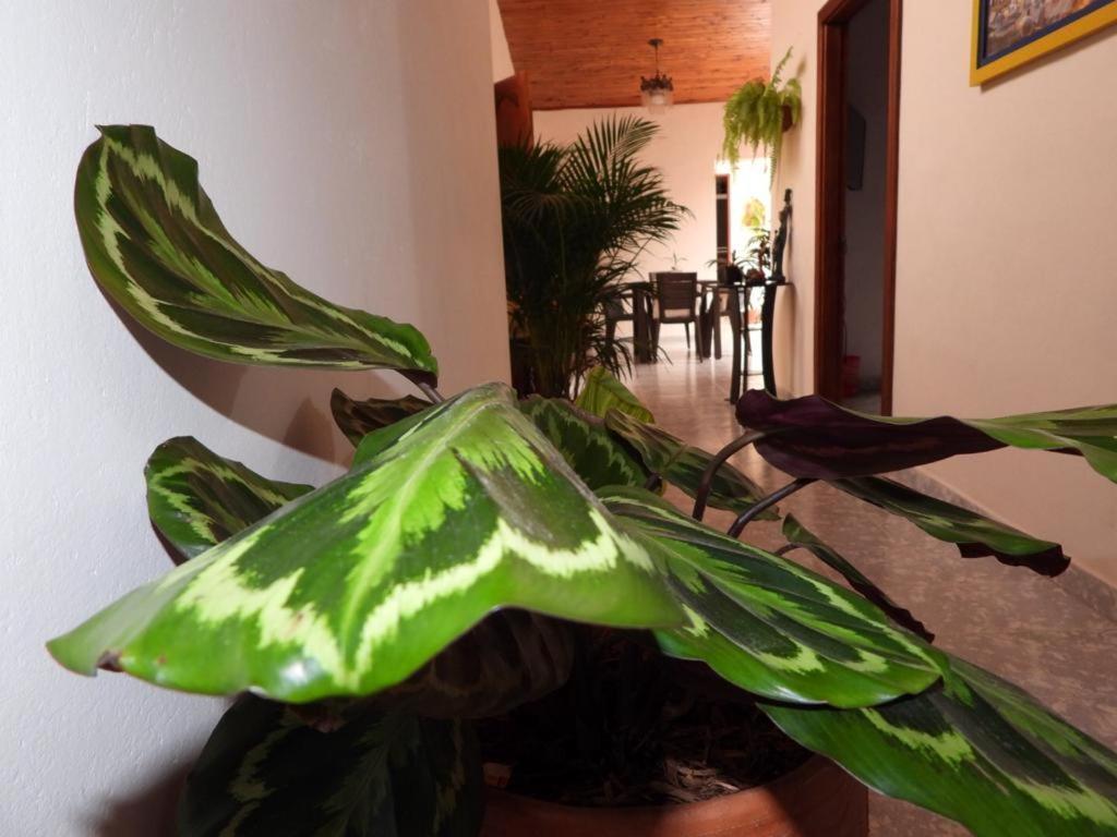 A&D Guadalupe Apartahotel Jardin Luaran gambar